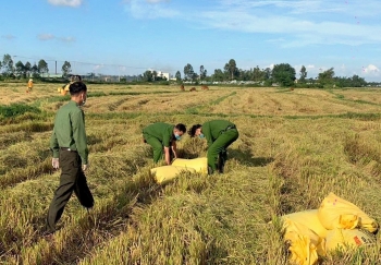 Công an Đà Nẵng giúp dân thu hoạch lúa