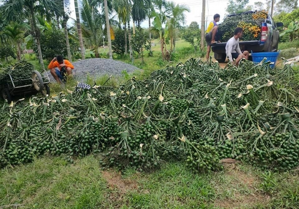 Thương lái lùng sục tìm mua, giá cau tăng cao ở miền Trung