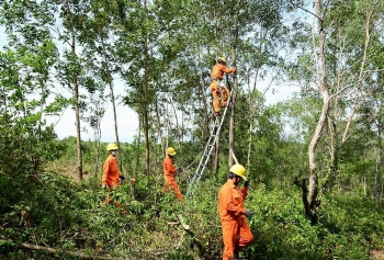 Điện lực Miền Trung ứng phó khẩn cấp với bão số 5