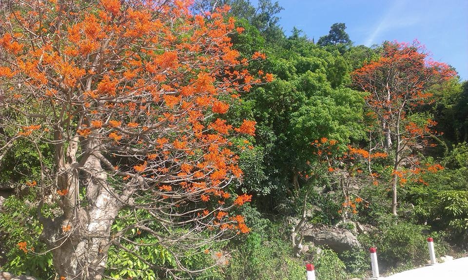 Ngô Đồng đỏ ở xứ cù lao