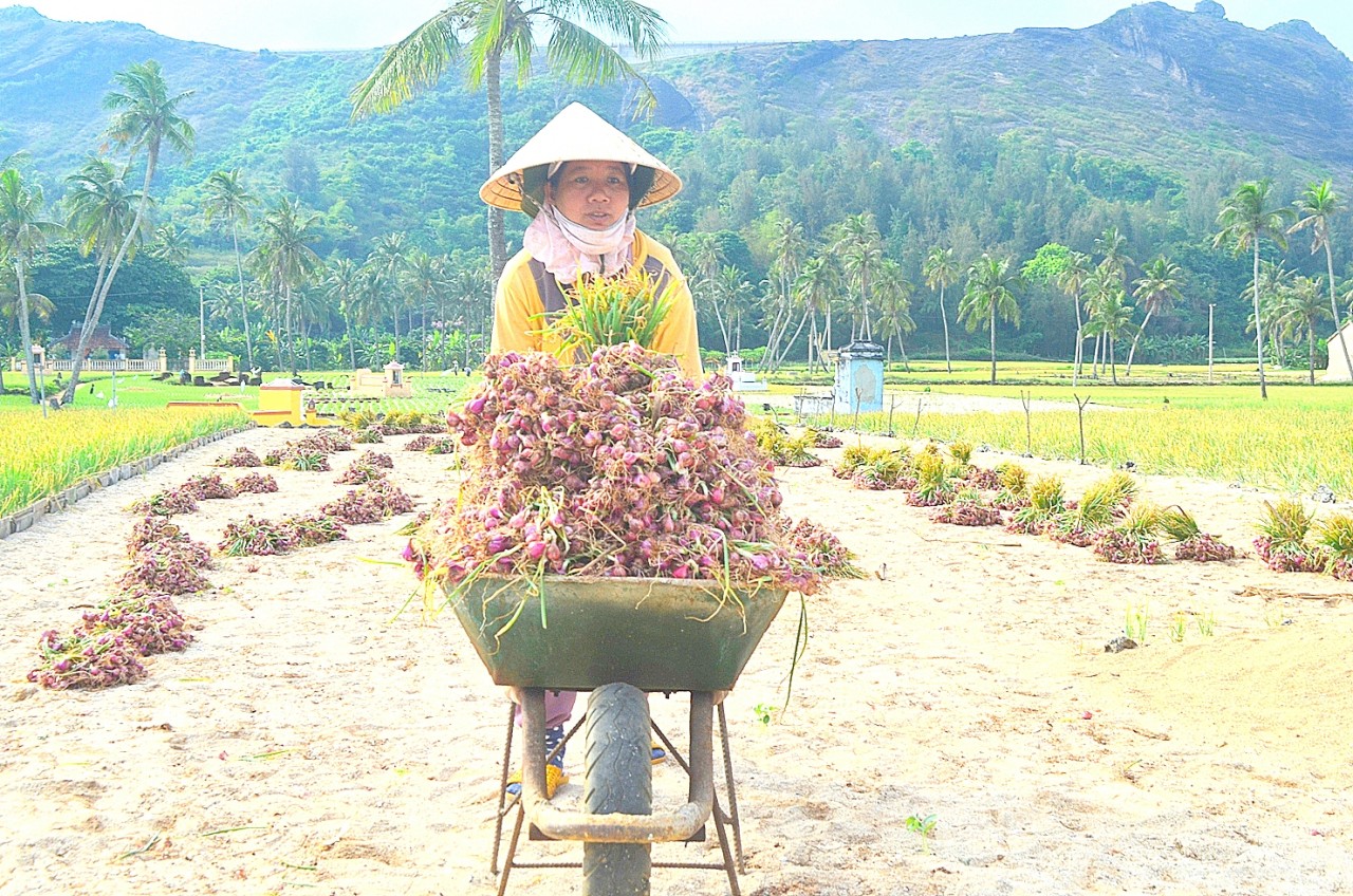 Lo thất thu, người dân Lý Sơn thu hoạch hành sớm