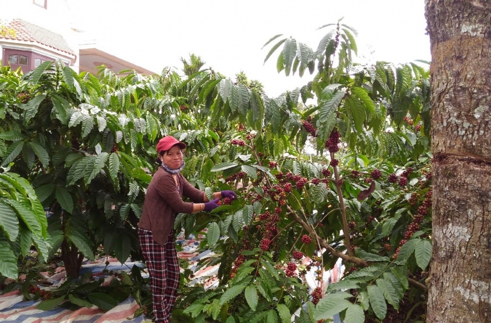 Mùa hái cà ở vùng gió chướng