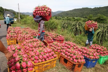 Bộ Công Thương kiến nghị giải pháp để tháo gỡ khó khăn, thúc đẩy tiêu thụ thanh long