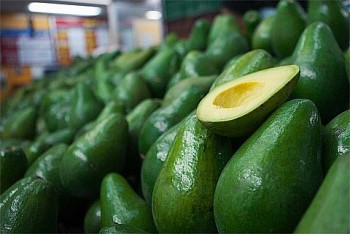 Việt Nam xuất khẩu thành công 3 tấn quả bơ đông lạnh sang thị trường Australia Việt Nam xuất khẩu thành công 3 tấn quả bơ đông lạnh sang thị trường Australia