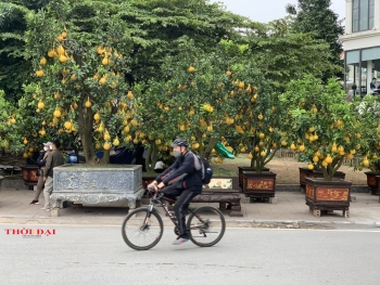 Thị trường cây cảnh Tết 2022 tại Hà Nội: Bưởi cảnh “xuống phố”, giảm cả về số lượng và giá cả