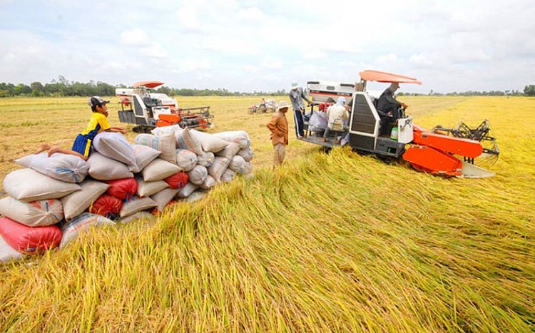 Sửa quy định về chứng nhận chủng loại gạo thơm xuất khẩu sang Liên minh châu Âu