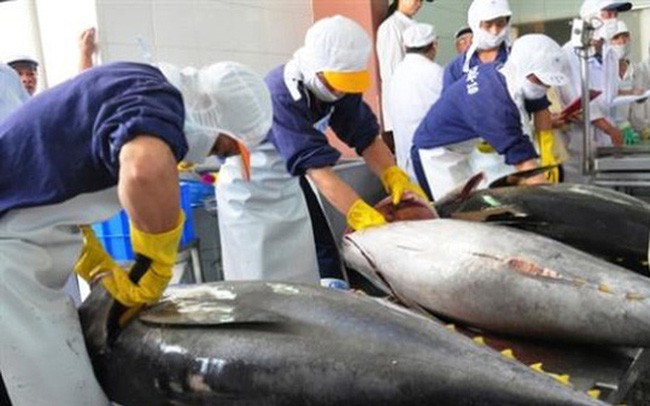 Xuất khẩu cá ngừ thêm khó vì giá cước vận chuyển tăng | Báo Công Thương