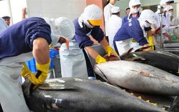 Xuất khẩu cá ngừ "đau đầu" vì phí vận chuyển tăng
