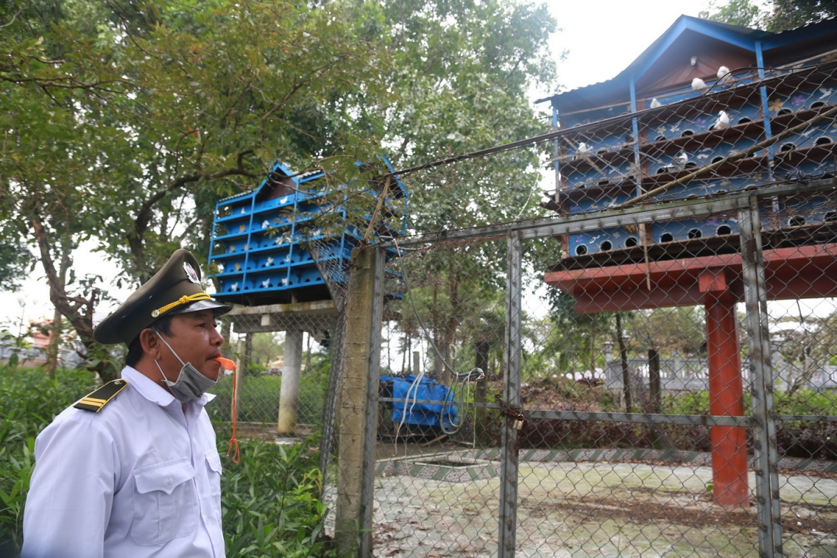 Mỗi lần ông Nguyễn Minh Đoàn, nhân viên Ban Quản lý Nghĩa trang Liệt sĩ Quốc gia đường 9 thổi còi là đàn chim bồ cầu sà xuống nhà hành lễ.