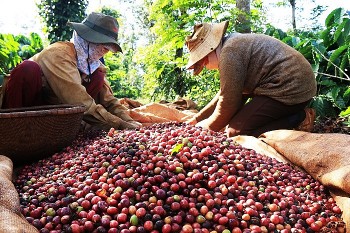 Xuất khẩu cà phê của Việt Nam tăng mạnh trong những tháng đầu năm