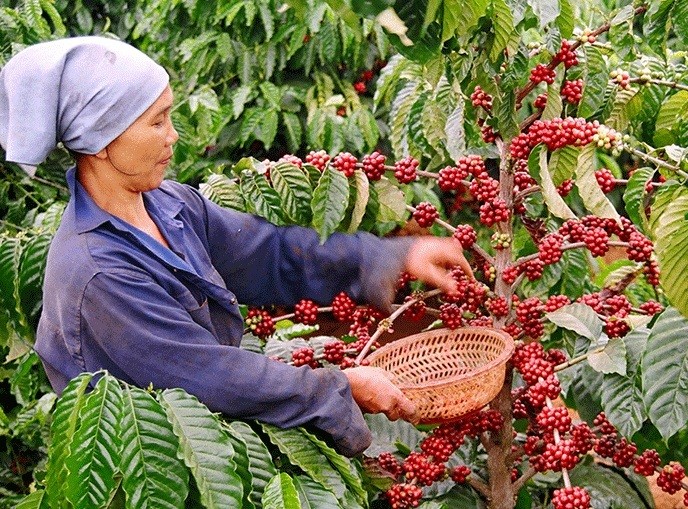Phiên tư vấn xuất khẩu sản phẩm chè và cà phê sang thị trường Ấn Độ