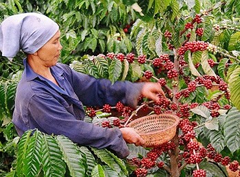Nhiều tiềm năng xuất khẩu chè và cà phê sang thị trường Ấn Độ