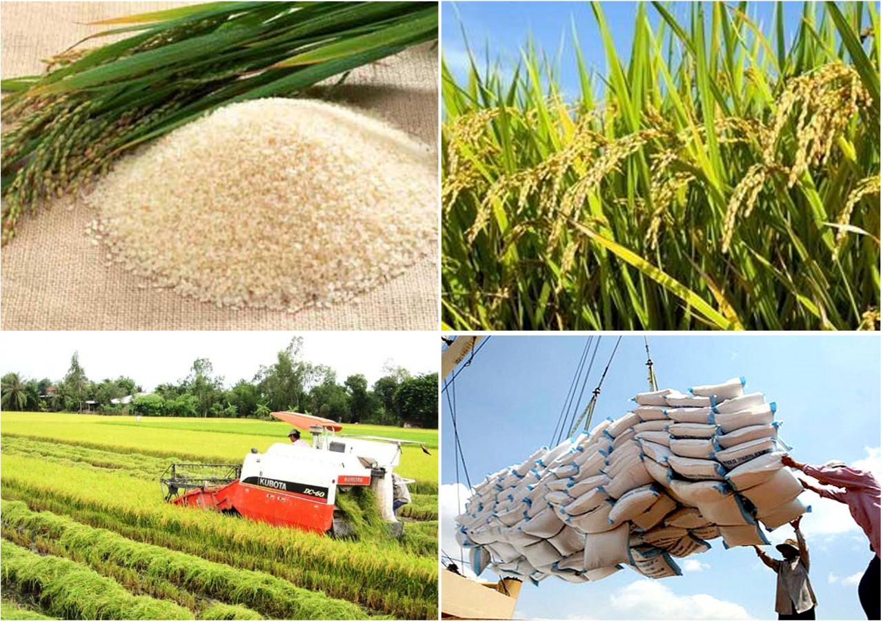 Mở rộng cơ hội xuất khẩu gạo chất lượng cao sang EU nhờ EVFTA