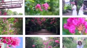 Rực rỡ sắc hồng con đường hoa tường vi ngoại thành Hà Nội