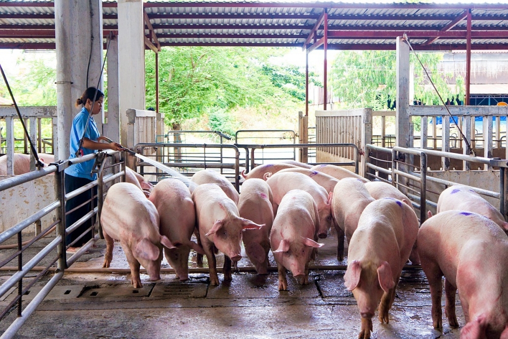 Giá thịt lợn 'chạm đáy' vì dịch COVID-19