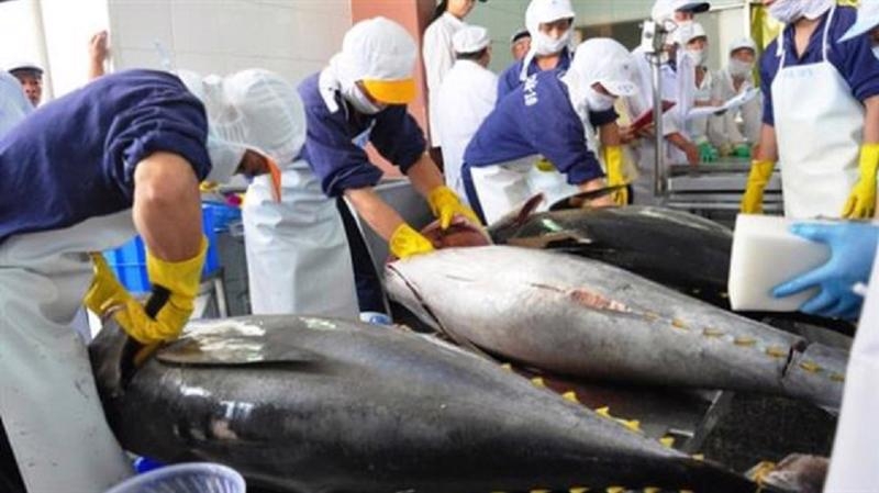 Xuất khẩu cá ngừ của Việt Nam sụt giảm ở nhiều thị trường chính