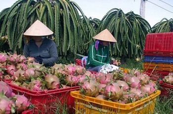 Không đủ căn cứ để cho rằng virus SARS-CoV-2 lây nhiễm qua bao bì và thùng đựng thanh long