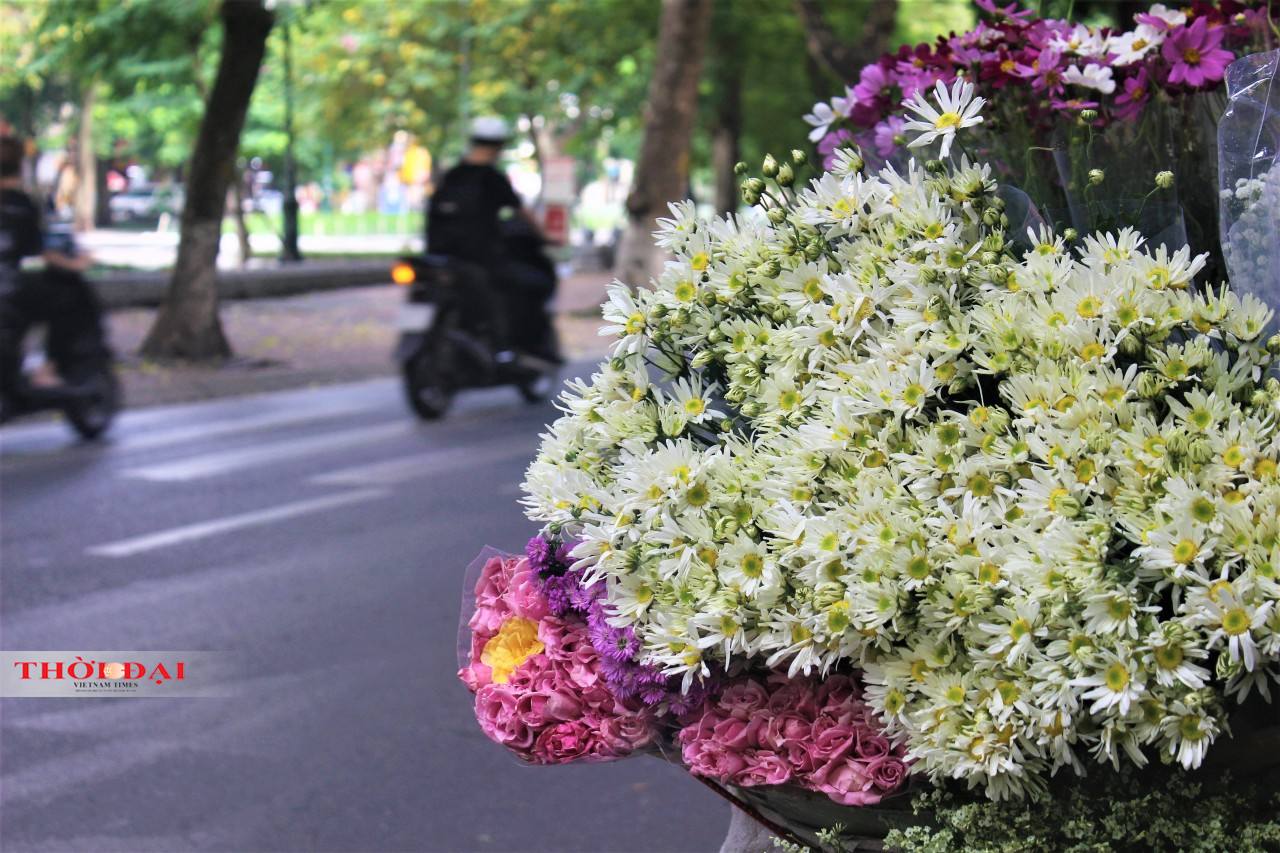 Những bông hoa màu trắng, cánh hoa nhỏ tỏa ra quanh nhụy vàng tươi. Hoa chỉ xuất hiện vào cuối tháng 11.