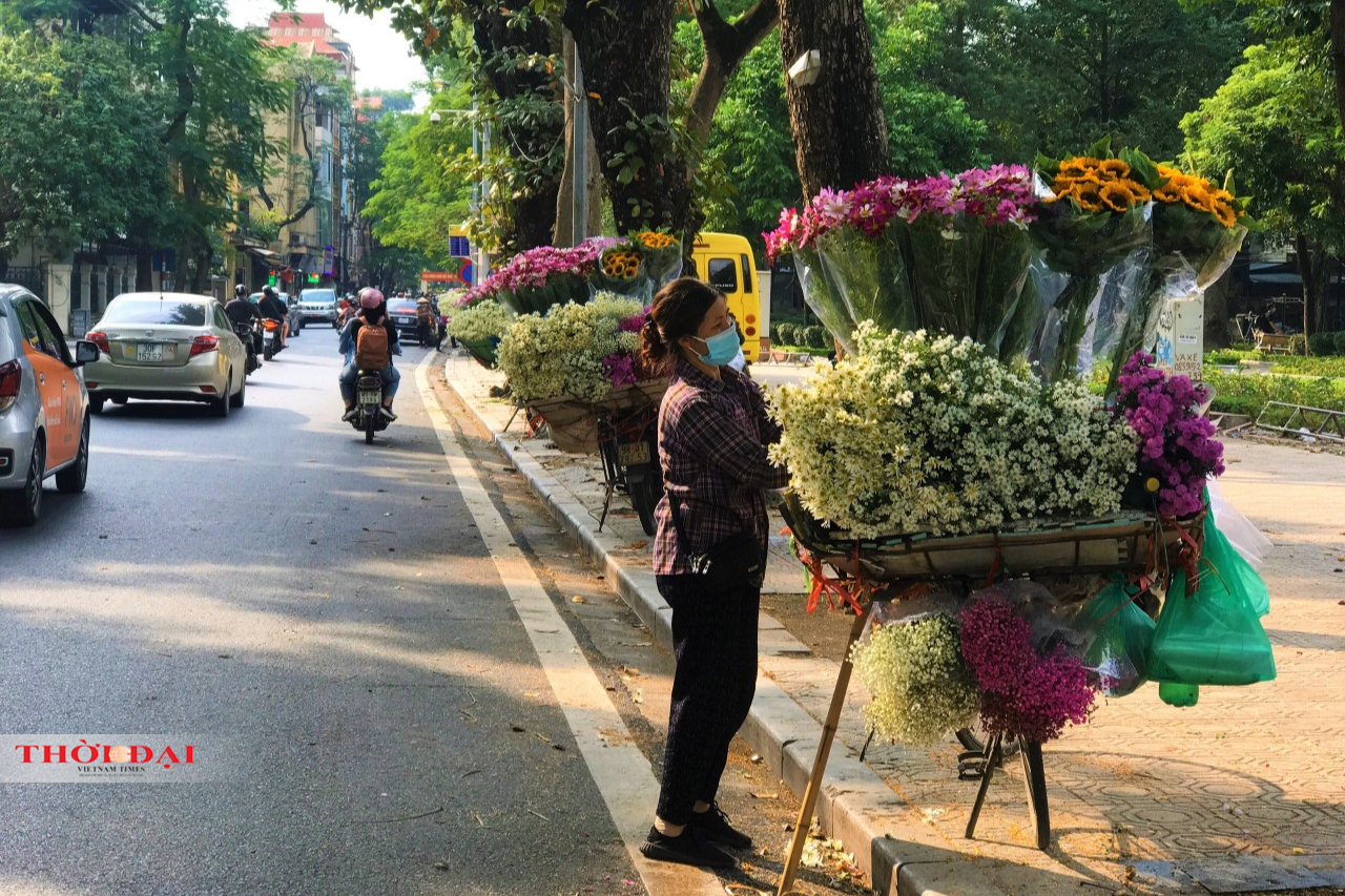 Những con phố bán nhiều hoa cúc họa mi nhất là Giảng Võ, Lê Văn Lương, Yên Phụ, Hàng Bông, Mai Xuân Thưởng, Phan Đình Phùng,…