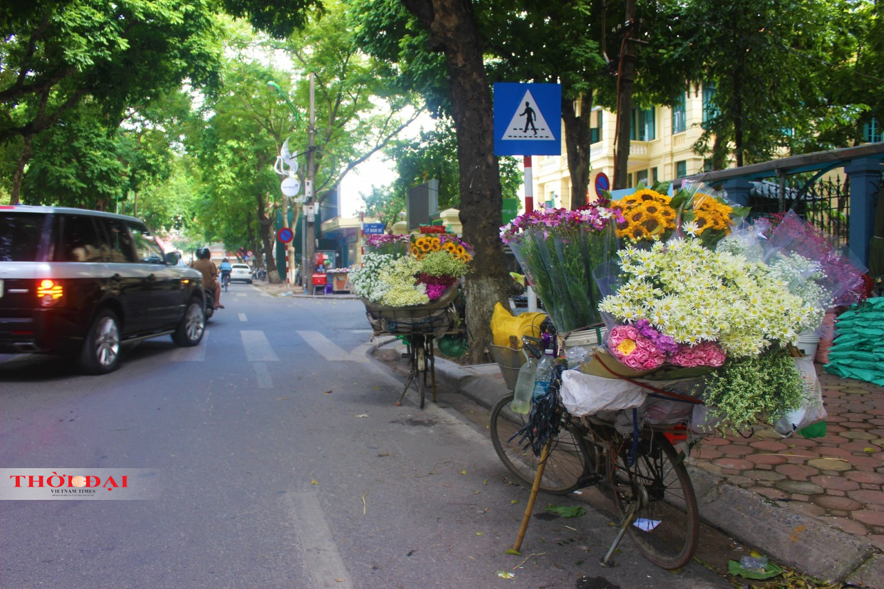 Cúc họa mi tô điểm đường phố Hà Nội, báo hiệu mùa Đông đên