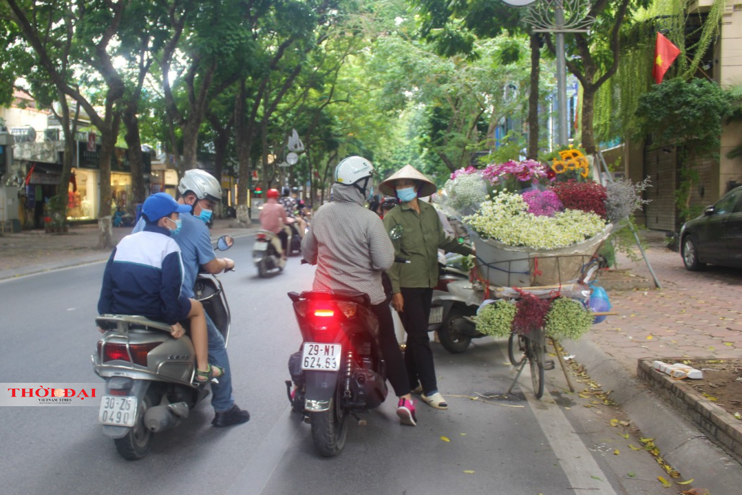 Cúc họa mi tô điểm đường phố Hà Nội, báo hiệu mùa Đông đên