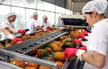 Hoa Kỳ tăng nhập khẩu rau quả chế biến từ thị trường Việt Nam