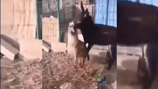 Video: Bị tấn công, chú lừa nhỏ nổi điên cắn tai linh cẩu, lôi đi xềnh xệch
