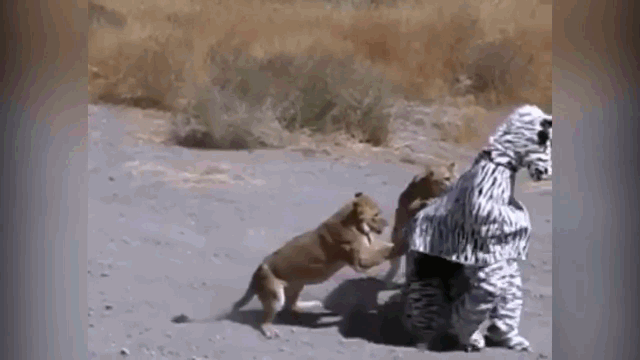 Video: Đóng giả ngựa vằn "trêu ngươi" sư tử, 2 thanh niên lập tức trả giá vì màn nghịch dại