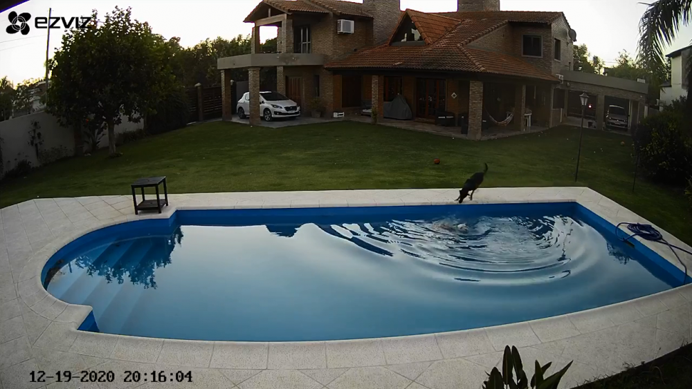 Video: Xúc động khoảnh khắc chú chó cứu "người bạn" mù khỏi đuối nước