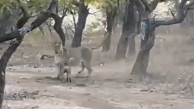 Video: Chó hoang bị tát lệch mặt vì "nghịch dại" trêu ngươi sư tử