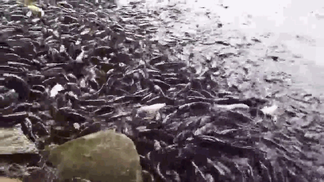 Video: Kinh ngạc đàn cá trê "khủng" hàng nghìn con lúc nhúc nổi kín mặt hồ