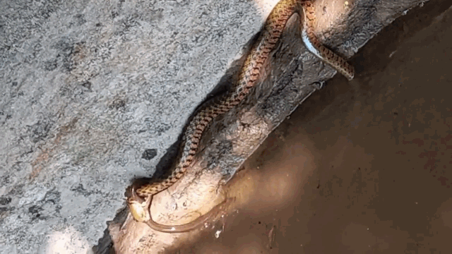 Video: Bị rắn ngoạm chặt cơ thể, lươn lấy hết sức bình sinh thực hiện cú lật kèo khó tin