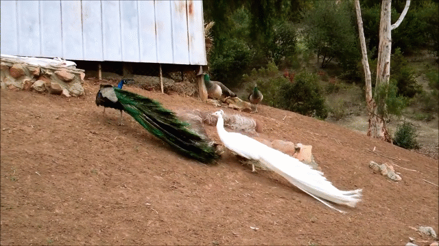 video man ti thi tuyet dep cua hai con cong duc