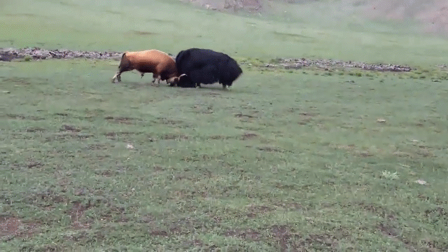 Video: Kịnh tính màn so tài giữa 2 chú bò đực