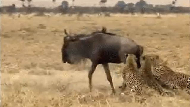 Video: Bị bầy báo vây hãm, linh dương đầu bò vẫn tạo ra kỳ tích