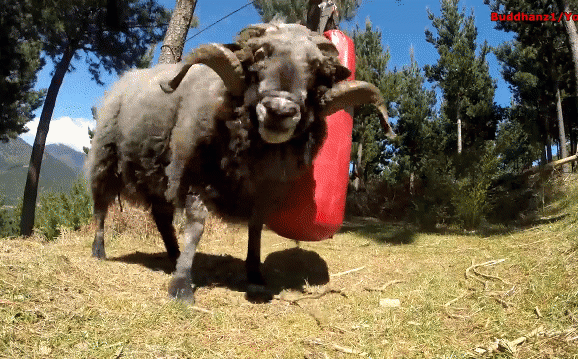 Video: Thú vị cảnh chú cừu hăng say luyện tập boxing như "võ sĩ"