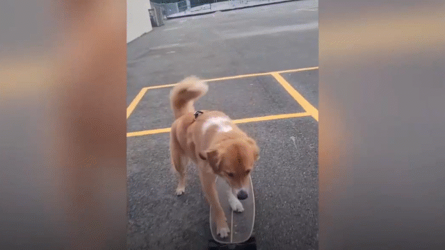 Video: Chú chó bất ngờ 