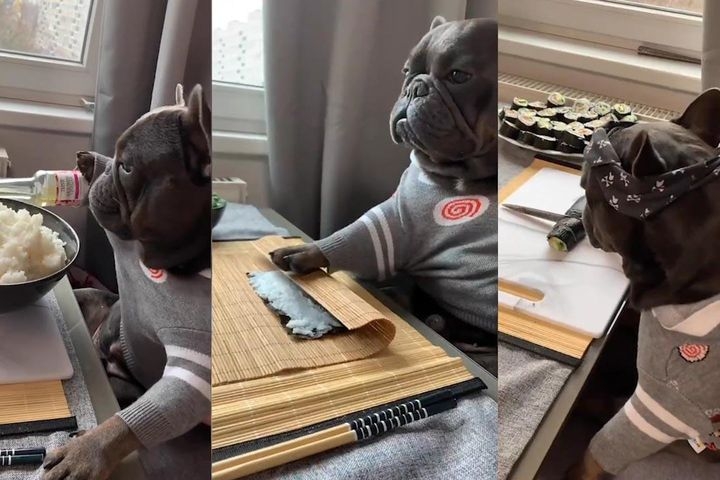 Video: Chó bulldog trổ tài làm món sushi điệu nghệ như "siêu đầu bếp"