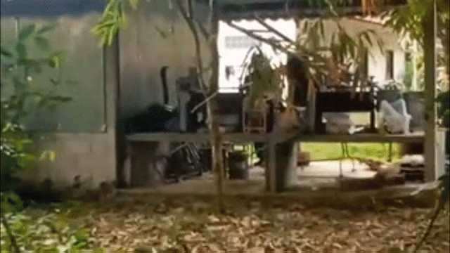 Video: Hoảng hồn khi phát hiện hổ mang chúa dài 4m trong sân