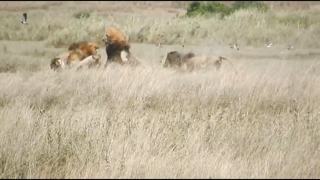 Video: Đang thảnh thời nằm nghỉ, sư tử bất ngờ bị thành viên trong đàn "dàn trận" đánh hội đồng