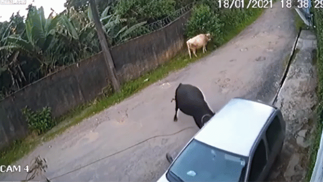 video bo den ngua sung lao vao huc o to dien cuong