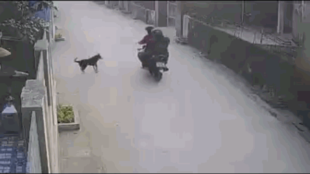Video: Hai thanh niên chích điện rồi trộm chó ngay trước cổng nhà