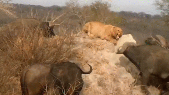 Video: Tình cảnh khốn đốn của sư tử khi bị cả đàn trâu rừng hung hăng dàn trận "phản đòn"