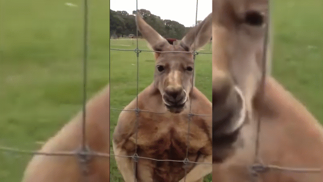 Video: Kangaroo khoe cơ bắp cuồn cuộn như lực sĩ, thái độ cực gây hấn với người qua đường