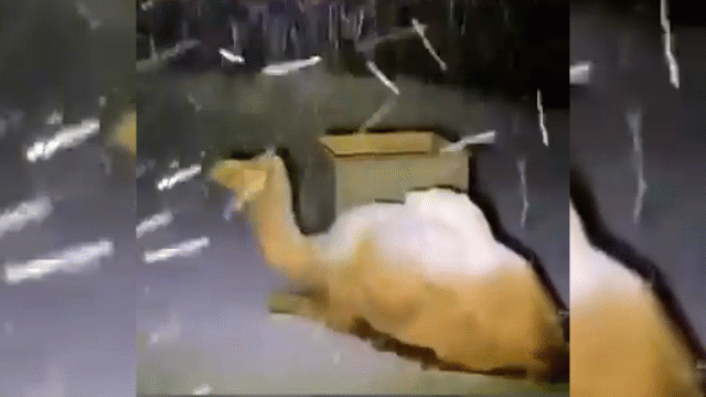 Video: Lạc đà ngơ ngác khi lần đầu được thấy tuyết rơi ở Ả Rập Saudi