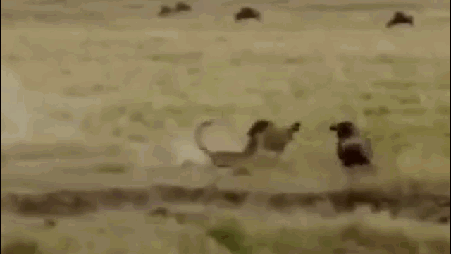 Video: Linh dương đầu bò nổi điên, húc văng kẻ săn mồi để bảo vệ con