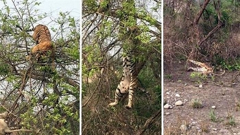 Video: Hổ đói đánh liều leo lên cây bắt khỉ, không ngờ nhận cái kết "muối mặt"