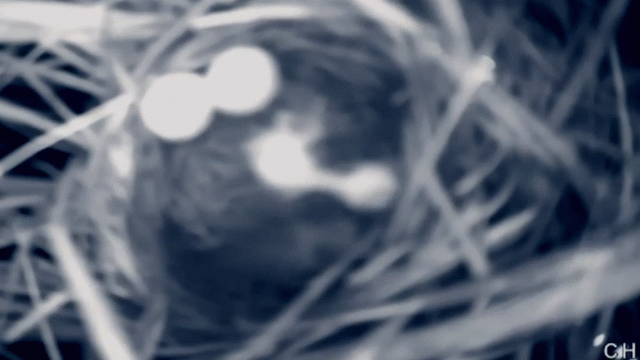 Video: Con cá đột nhập tổ chim rồi xơi tái chim non mới nở