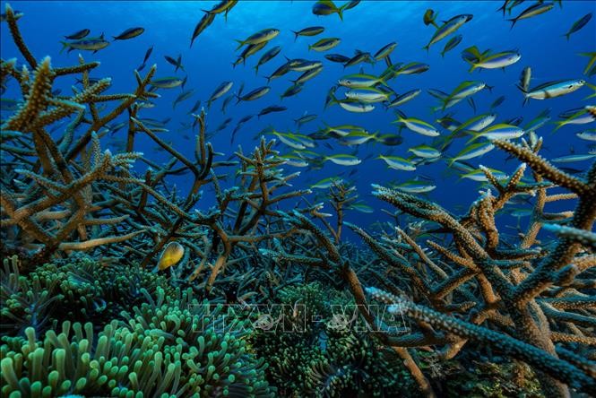 Brest Commitments for the Oceans kêu gọi hành động toàn cầu bảo vệ đại dương