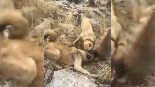 Video: Lọt vào tầm mắt của ba chú chó chăn cừu, linh cẩu bị đánh hội đồng 